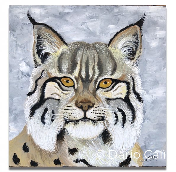 lince artica - acrilici su legno, mm 5 - cm 20x21,5 - € 45
